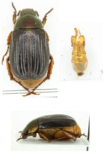 Anomala imperialis